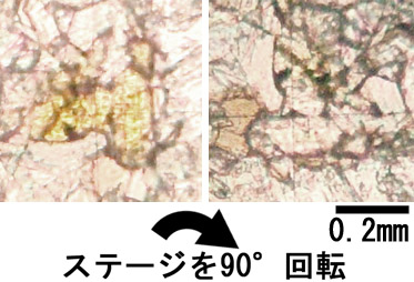 天然の緑の木の形をした緑簾石標本。 緑れん石 エピドート Epidote 鉱物たちの庭